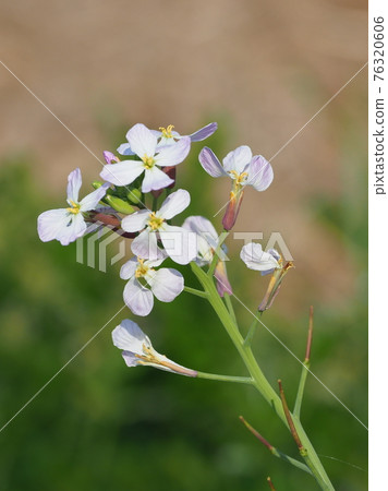蘿蔔花 蘿蔔花 76320606