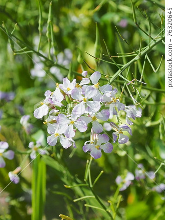Radish Flower 76320645