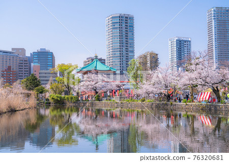 《東京》不忍池盛開，上野公園春天 76320681
