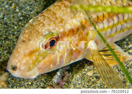 Striped mullet, Cabo Cope-Puntas del Calnegre Natural Park, Spain Striped mullet, Cabo Cope-Puntas del Calnegre Natural Park, Spain 76320912