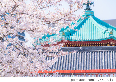 《東京》不忍池盛開，上野公園春天 76320915