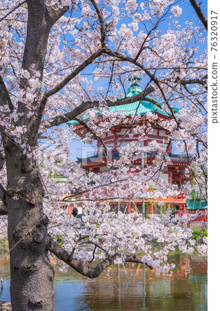 《Tokyo》 Shinobazu Pond in full bloom, Ueno Park in spring 《Tokyo》 Shinobazu Pond in full bloom, Ueno Park in spring 76320917