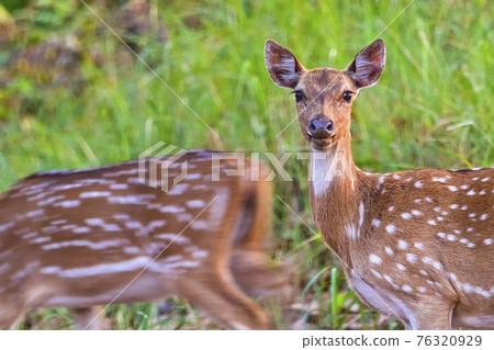 Spotted Deer, Cheetal, Royal Bardia National Park, Nepal Spotted Deer, Cheetal, Royal Bardia National Park, Nepal 76320929
