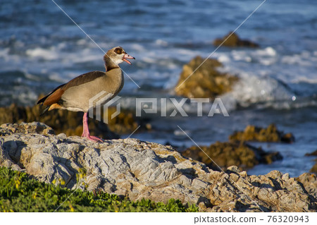 Egyptian Goose, Walker Bay Nature Reserve, South Africa Egyptian Goose, Walker Bay Nature Reserve, South Africa 76320943