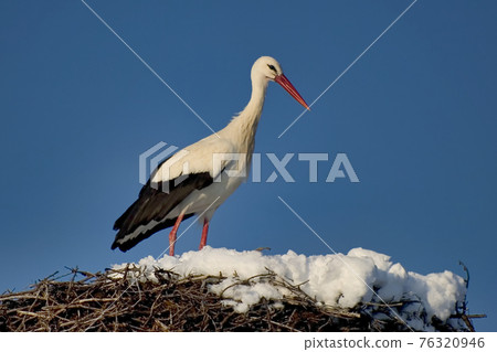White Stork in nest, Guadarrama National Park, Spain White Stork in nest, Guadarrama National Park, Spain 76320946