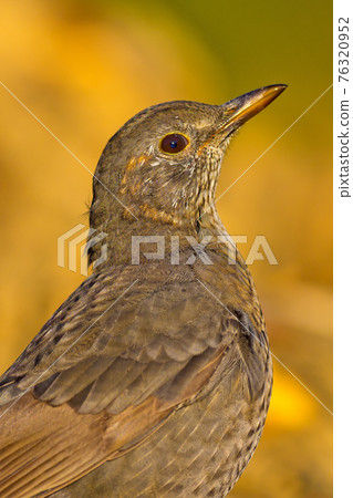 Blackbird, Forest Pond, Mediterranean Forest, Spain 76320952