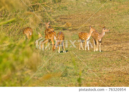 Spotted Deer, Cheetal, Royal Bardia National Park, Nepal Spotted Deer, Cheetal, Royal Bardia National Park, Nepal 76320954