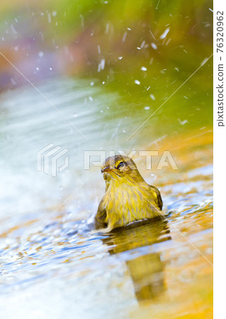 Willow Warbler, Forest Pond, Mediterranean Forest, Spain 76320962