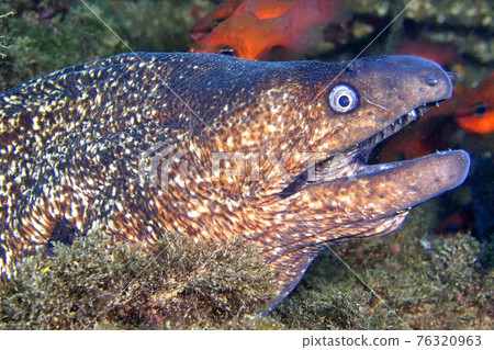 Mediterranean Moray, Cabo Cope-Puntas del Calnegre Natural Park, Spain 76320963