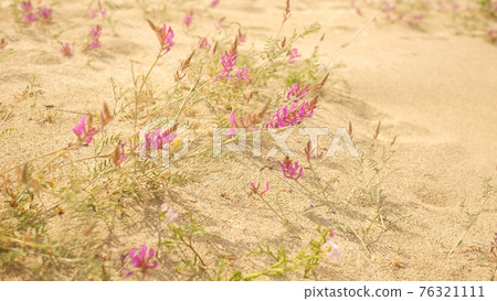 Beautiful purple flowers on a sandy beach scenic view. 76321111