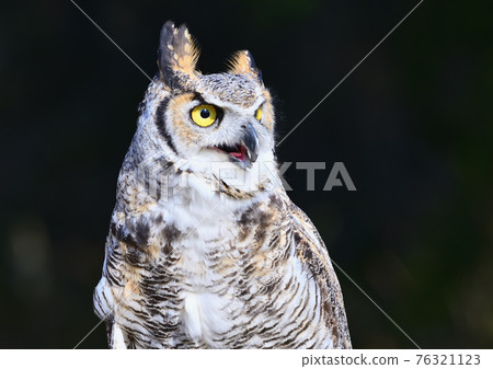 你想養的鳥 你想養的鳥 76321123