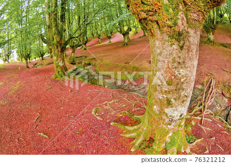 Otzarreta Beech Forest, Gorbeia Natural Park, Spain Otzarreta Beech Forest, Gorbeia Natural Park, Spain 76321212