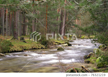 Eresma River, Scot Pine Forest, Guadarrama National Park, Spain 76321219