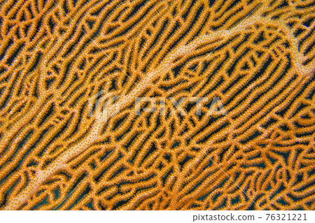 Gorgonian, Sea Fan, South Ari Atoll, Maldives Gorgonian, Sea Fan, South Ari Atoll, Maldives 76321221