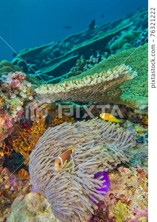 Blackfinned Anemonefish, South Ari Atoll, Maldives Blackfinned Anemonefish, South Ari Atoll, Maldives 76321222