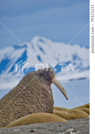 Resting Walrus, Arctic, Svalbard, Norway Resting Walrus, Arctic, Svalbard, Norway 76321231