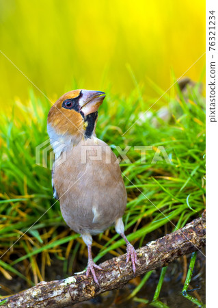 Hawfinch, Forest Pond, Mediterranean Forest, Spain 76321234