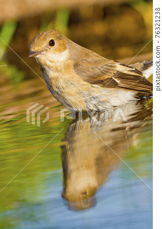 Pied Flycatcher, Forest Pond, Mediterranean Forest, Spain Pied Flycatcher, Forest Pond, Mediterranean Forest, Spain 76321238