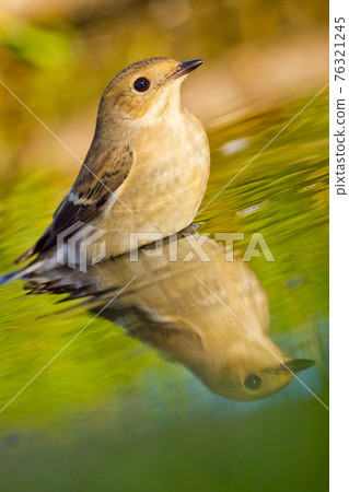 Pied Flycatcher, Forest Pond, Mediterranean Forest, Spain Pied Flycatcher, Forest Pond, Mediterranean Forest, Spain 76321245