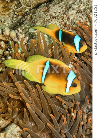 Red Sea Clownfish, Two-banded Anemonefish, Red Sea, Egypt Red Sea Clownfish, Two-banded Anemonefish, Red Sea, Egypt 76321253
