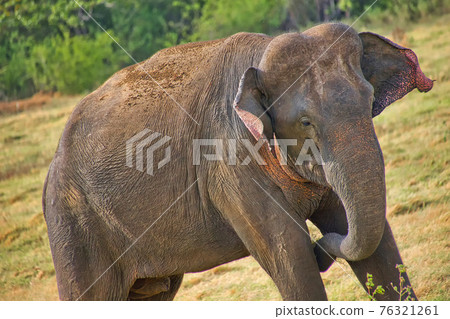 Sri Lankan Elephant, Kaudulla National Park, Sri Lanka Sri Lankan Elephant, Kaudulla National Park, Sri Lanka 76321261