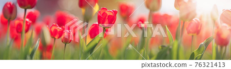 Tulips in flower beds in the garden in spring Tulips in flower beds in the garden in spring 76321413