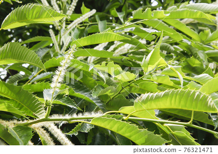 Early summer scenery of chestnut flowers and pistils Early summer scenery of chestnut flowers and pistils 76321471