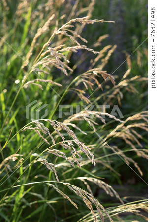 Close up of green pampas grass at summer day in garden Close up of green pampas grass at summer day in garden 76321498
