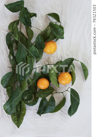 Clementines tangerines and twig with green leaves as spring decor on white cloth 76321503