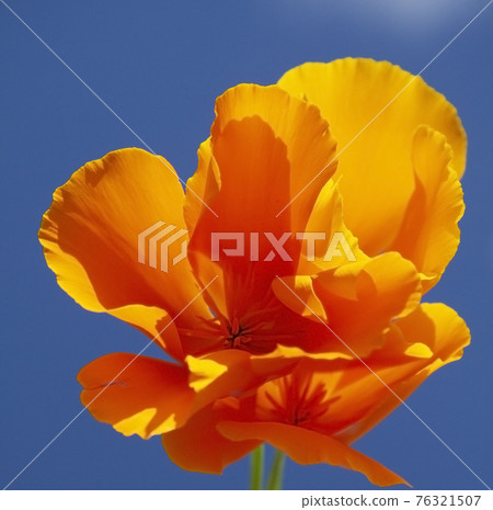 orange California poppy (Eschscholzia californica) with blue sky background orange California poppy (Eschscholzia californica) with blue sky background 76321507