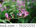 Hototogisu blooming in the shade 76321555
