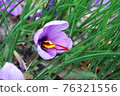 Saffron flower 76321556
