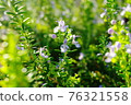 Rosemary blooming in the autumn sun 76321558