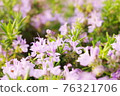 Pink rosemary in full bloom 76321706