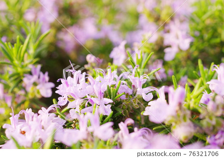 Pink rosemary in full bloom Pink rosemary in full bloom 76321706