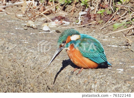 你在哪裡看翠鳥? 你在哪裡看翠鳥? 76322148