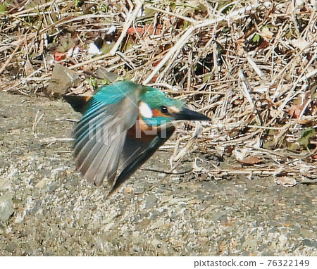 翠鳥飛了 76322149