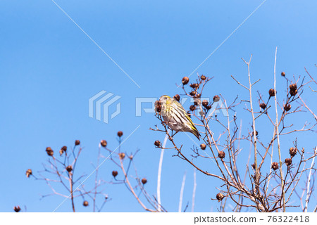 Siskin 女性吃堅果 76322418
