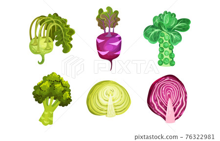 Different Cabbage with Broccoli and Brussels Sprout Cabbage Vector Set Different Cabbage with Broccoli and Brussels Sprout Cabbage Vector Set 76322981