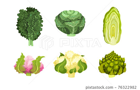 Different Cabbage with Cauliflower and Romanesco Broccoli Vector Set Different Cabbage with Cauliflower and Romanesco Broccoli Vector Set 76322982