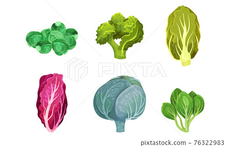 Different Cabbage with Broccoli and Pak Choi Vector Set Different Cabbage with Broccoli and Pak Choi Vector Set 76322983