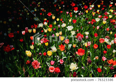 Tulips in Hitachi Seaside Park, Hitachinaka City, Ibaraki Prefecture 76323386