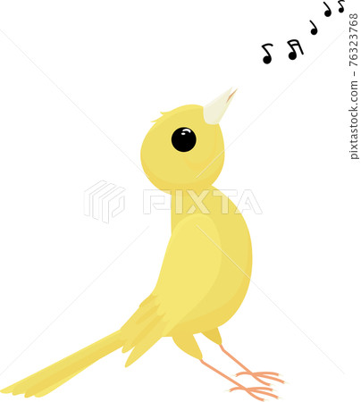 Singing canary bird isolated on white background Singing canary bird isolated on white background 76323768