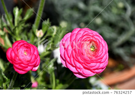 Ranunculus 76324257