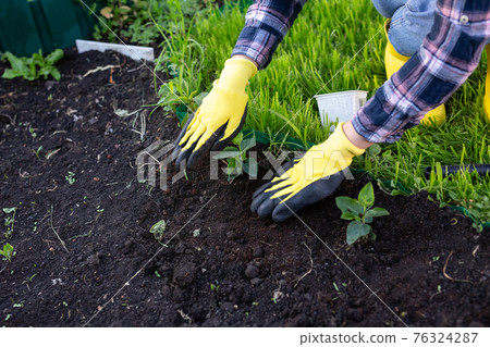 Hand of woman gardener in gloves holds seedling of small apple tree in her hands preparing to plant it in the ground. Tree planting concept Hand of woman gardener in gloves holds seedling of small apple tree in her hands preparing to plant it in the ground. Tree planting concept 76324287