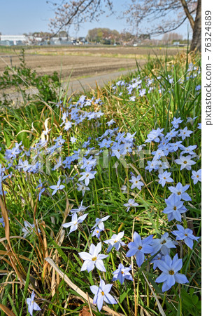 Minuma field walk: Kataya Nitta Hananilla colony Minuma field walk: Kataya Nitta Hananilla colony 76324889
