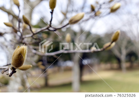 Buds of Haku Mukuren 76325026