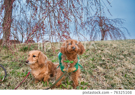 Toy poodle and miniature dachshund sitting in front of a weeping cherry tree before flowering Toy poodle and miniature dachshund sitting in front of a weeping cherry tree before flowering 76325108