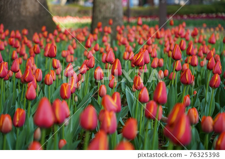 Tulip ~ Yokohama Park ~ 76325398
