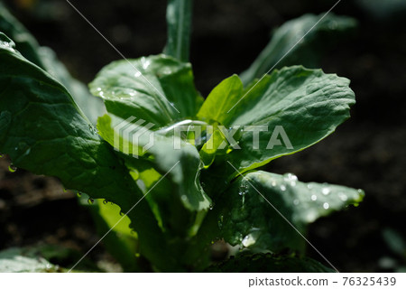 Puddle in Chinese cabbage Puddle in Chinese cabbage 76325439